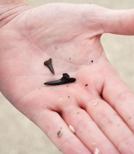 Sharks Teeth Hunting, beach activities