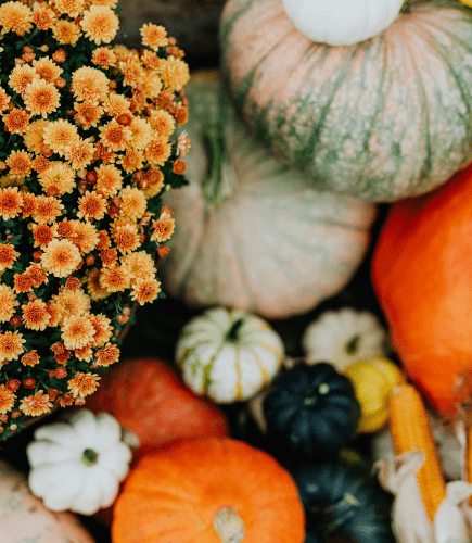 Pumpkins & Mums