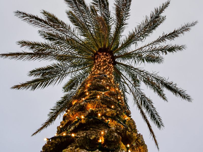 Palm-Tree-LIghts