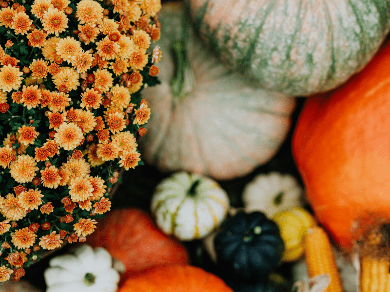 Pumpkins & Mums
