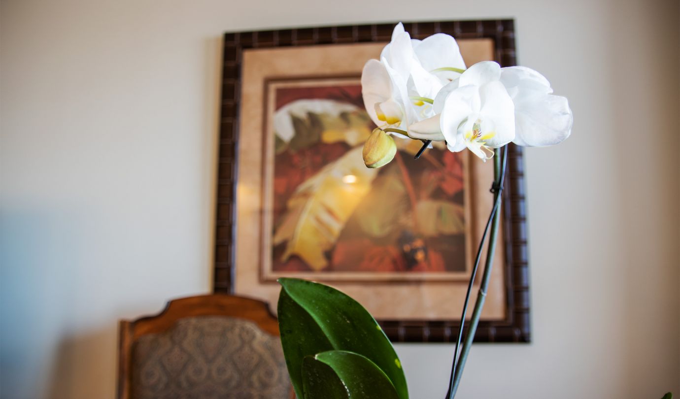 close up of an orchid