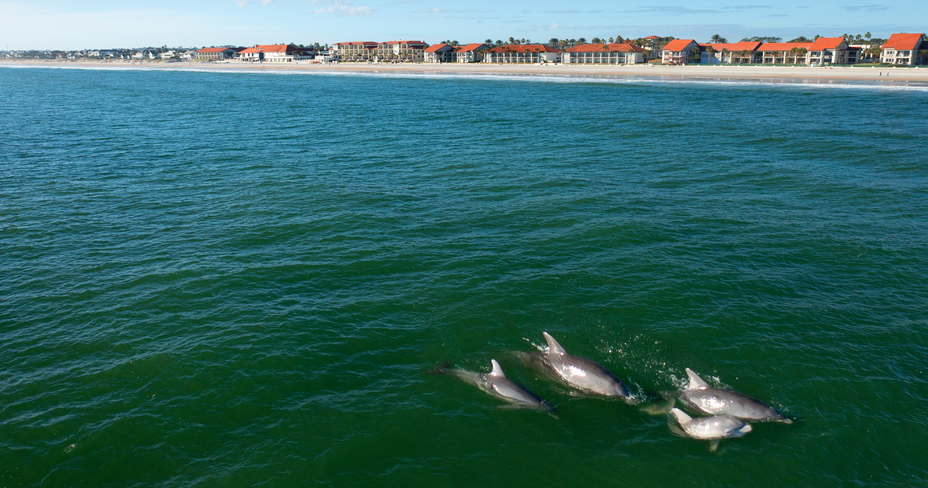 Dolphins