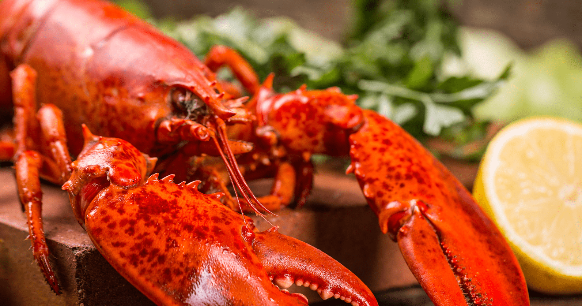 Lobster