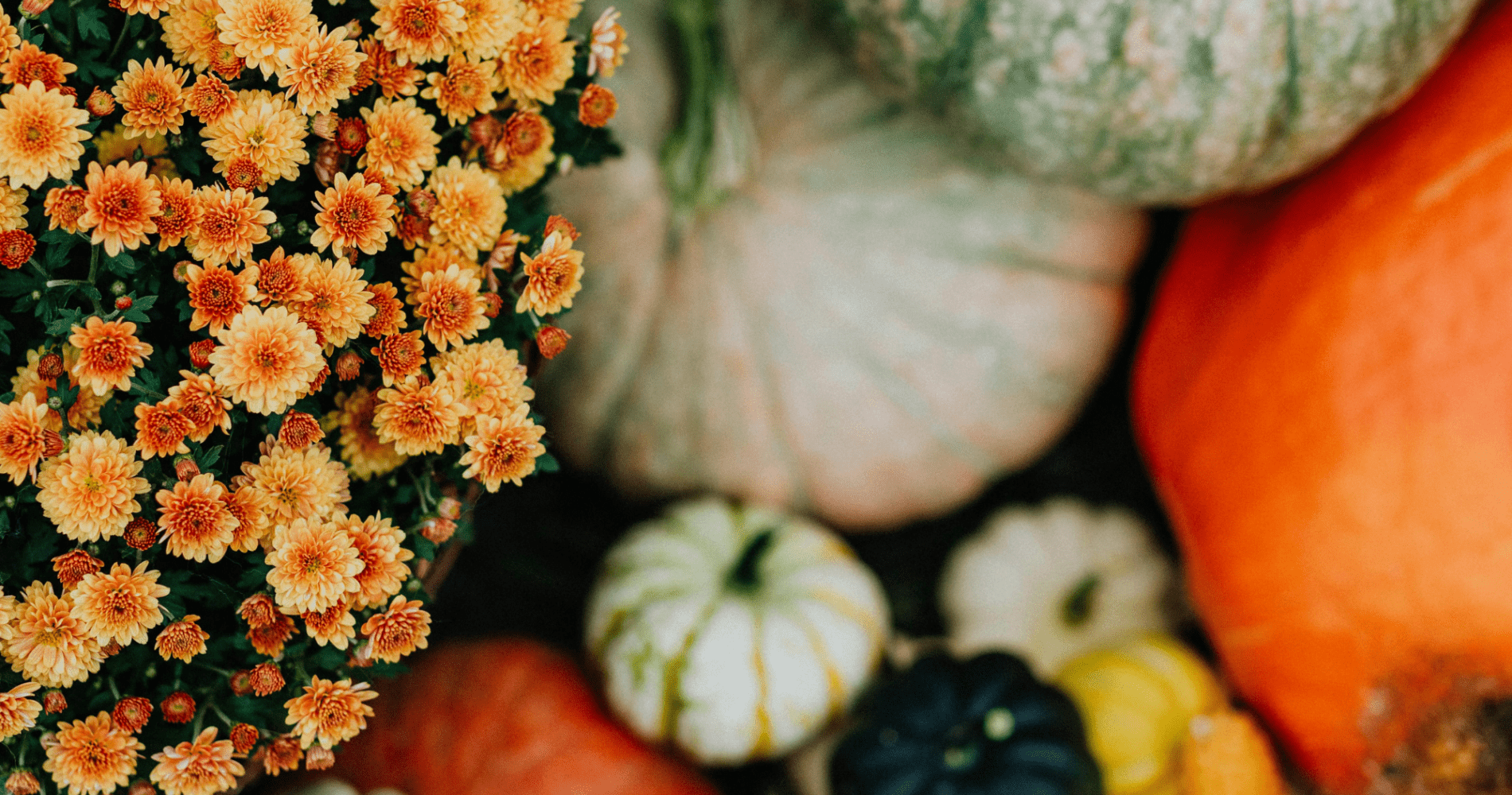 Pumpkins & Mums